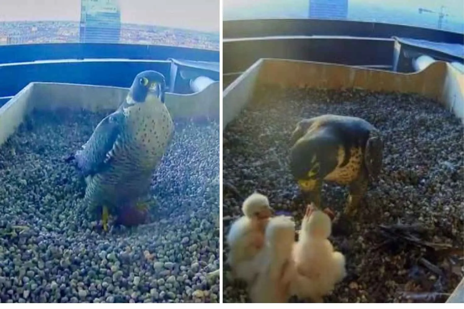 Il reality più bello? La natura senza filtri! Perché amiamo tanto le webcam che svelano la vita degli animali