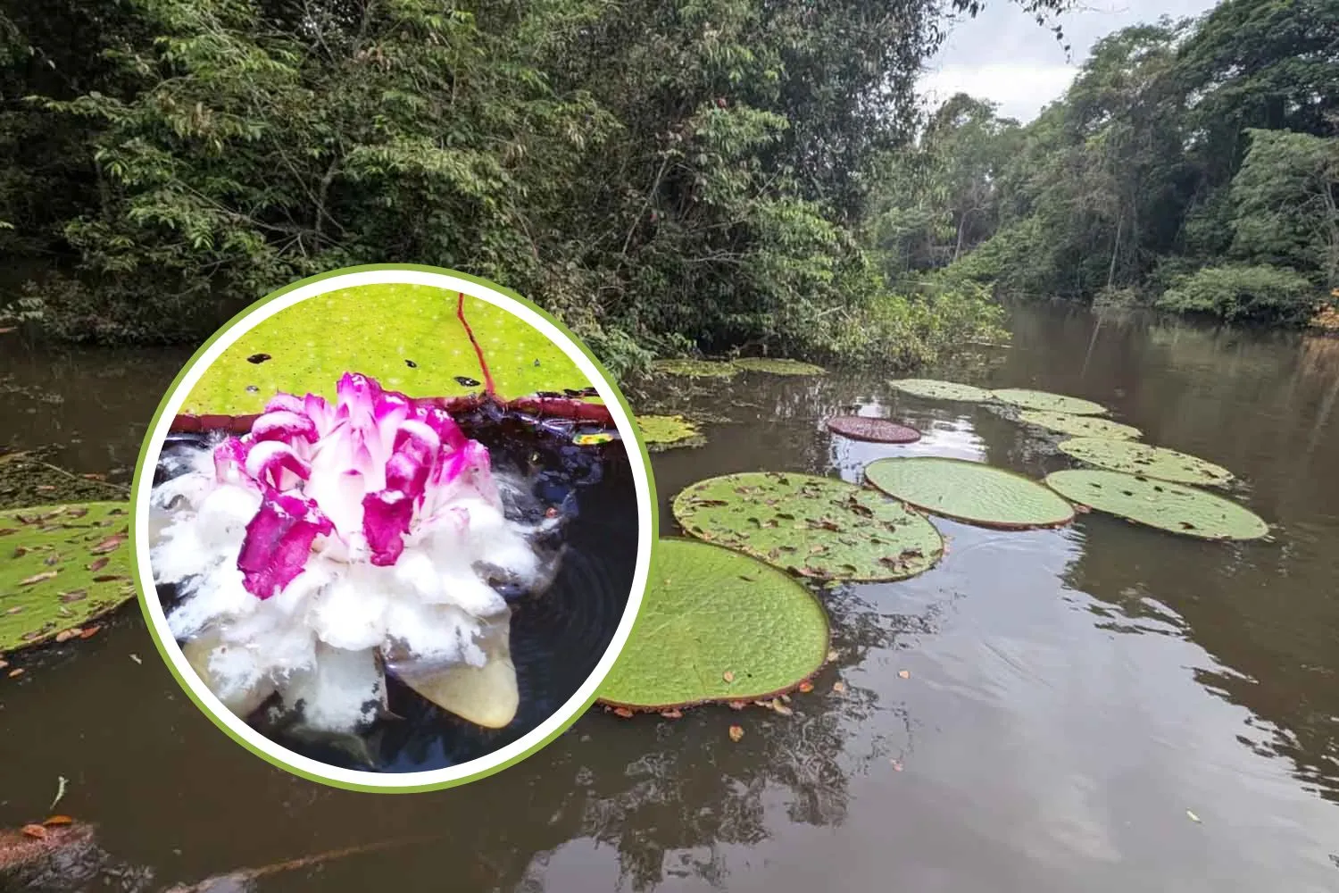 Grazie a una singola foto Instagram, scoperta in Colombia una ninfea gigante visibile dallo spazio (che è già in pericolo di estinzione)