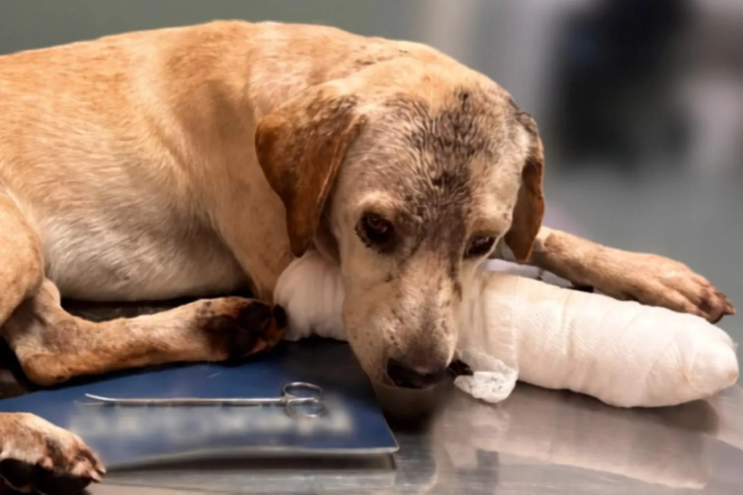 Cane massacrato di botte e strangolato nel Beneventano: Giotto rischia la vita (dopo essere stato salvato da una passante)