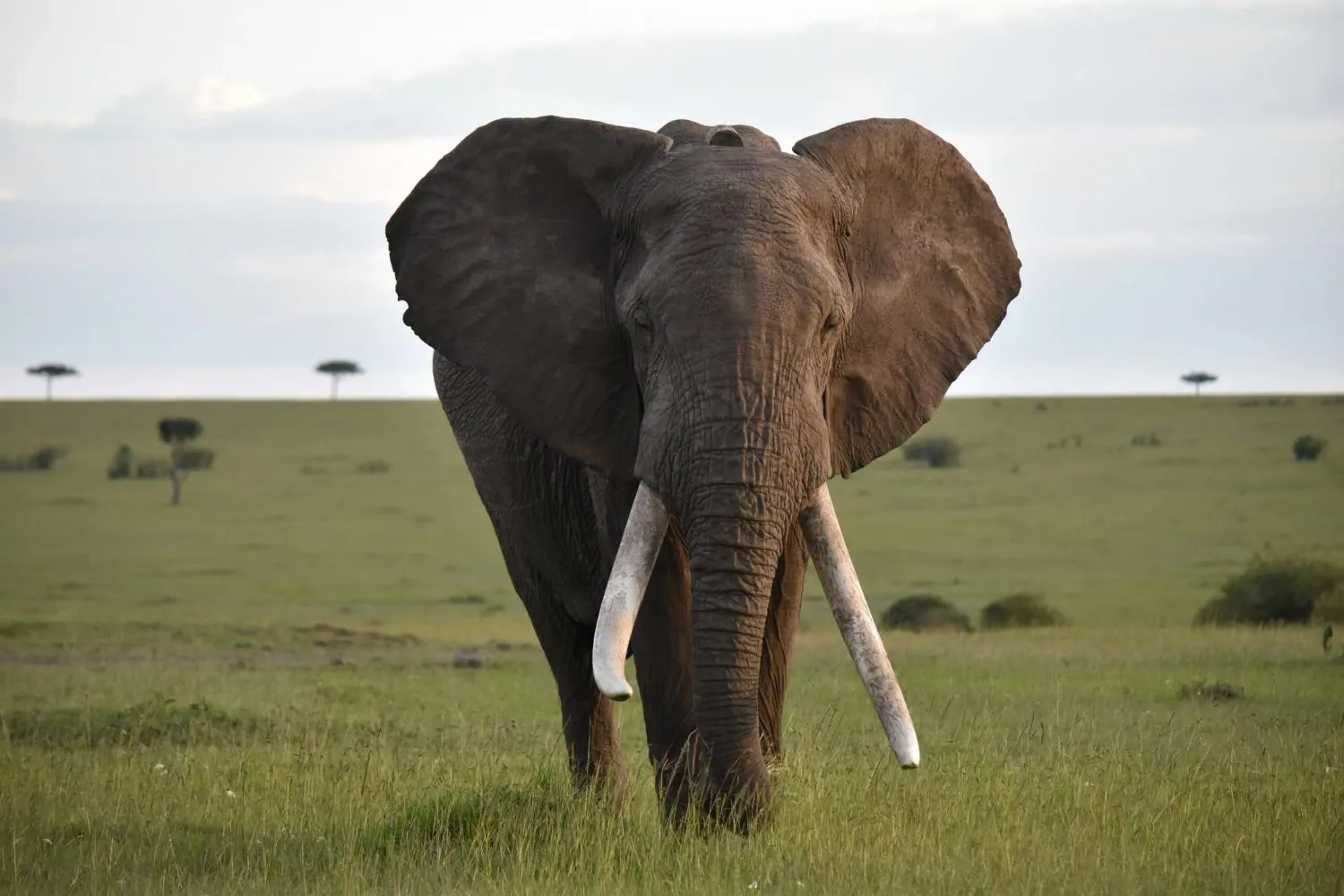 Addio all'elefante Fred, il gigante (con le zanne da 45 kg) della riserva Masai Mara: morto il super tusker simbolo del Kenya