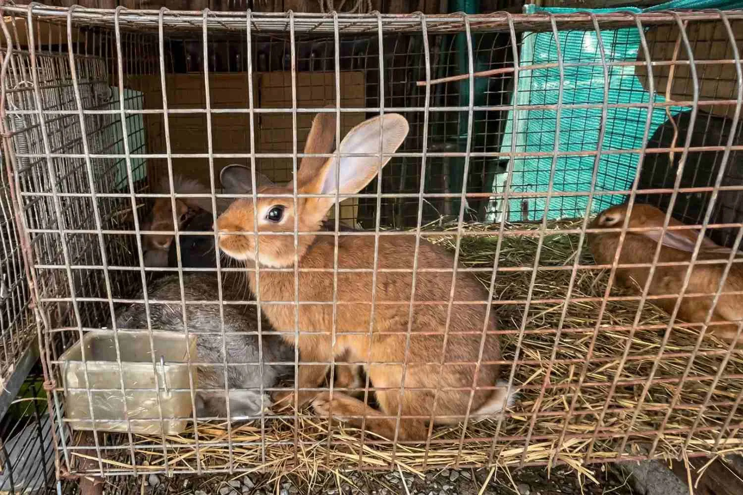 Stop alla vendita di animali vivi nei mercati e nelle fiere: firma anche tu la petizione nazionale per abolire questo scempio