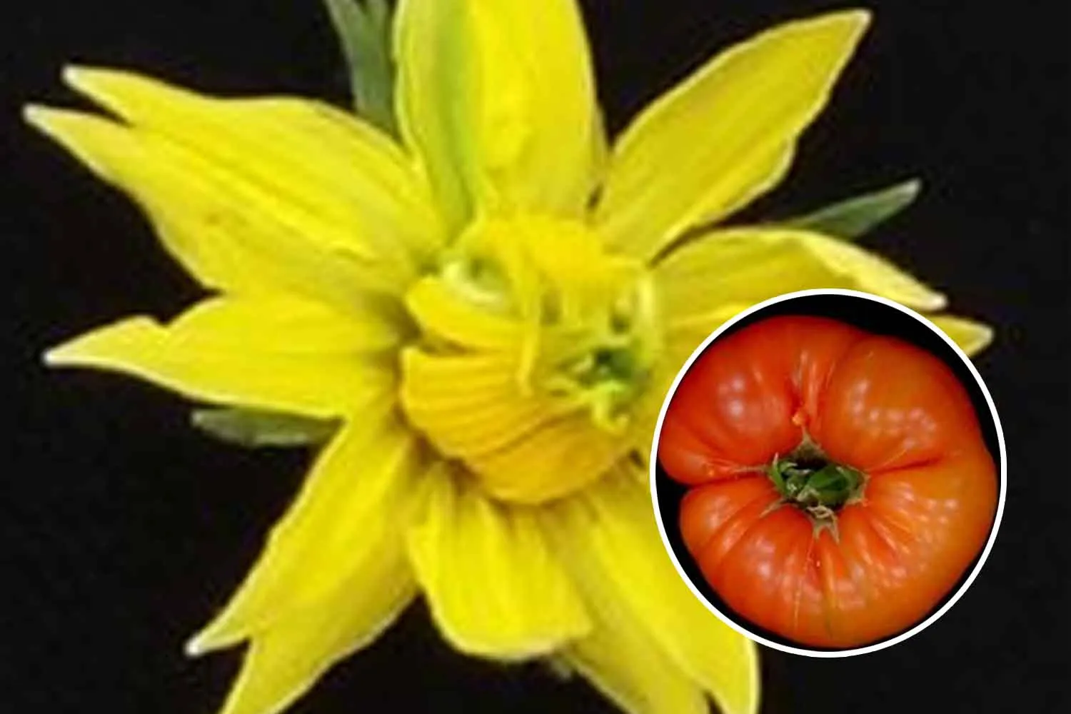 Quel fiore “mostruoso” sul pomodoro può diventare un frutto enorme: ti spiego cos’è il megabloom