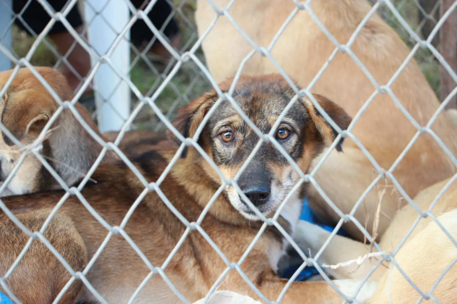 Salviamo Il rifugio La Fenice a Napoli dallo sgombero! 30 cani rischiano di finire di nuovo per strada