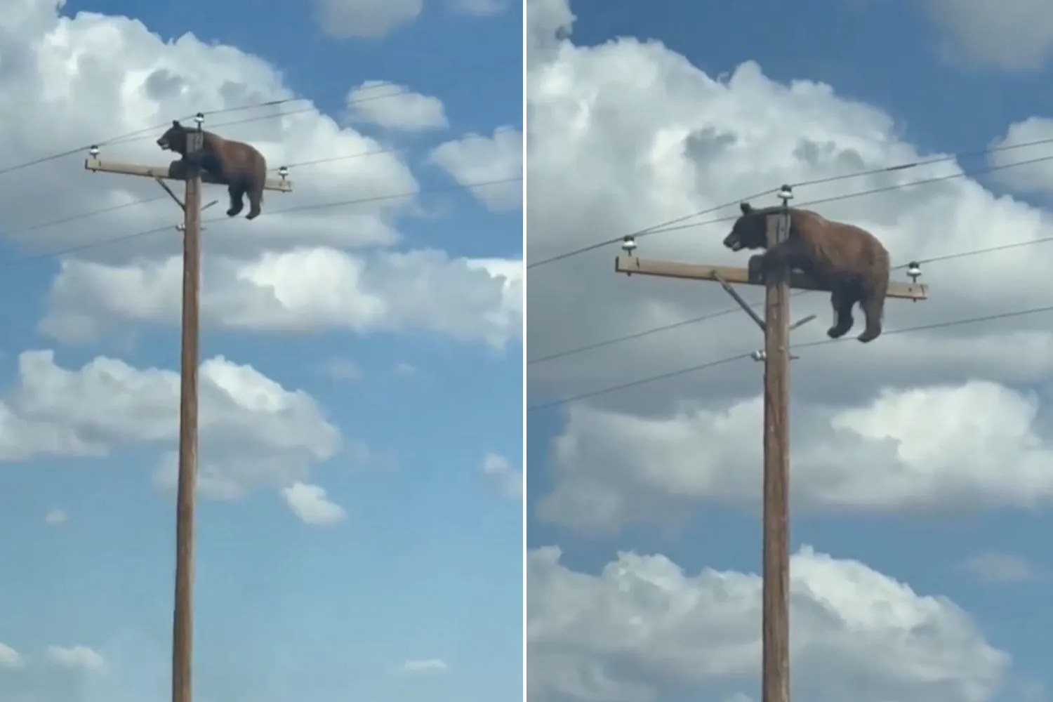 Orso si arrampica su un palo della luce in New Mexico e muore folgorato nonostante i tentativi di soccorso
