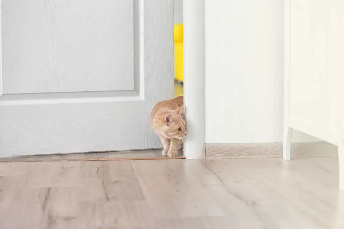 Perché i gatti detestano le porte chiuse? Non è solo una questione di controllo – Ecoblog