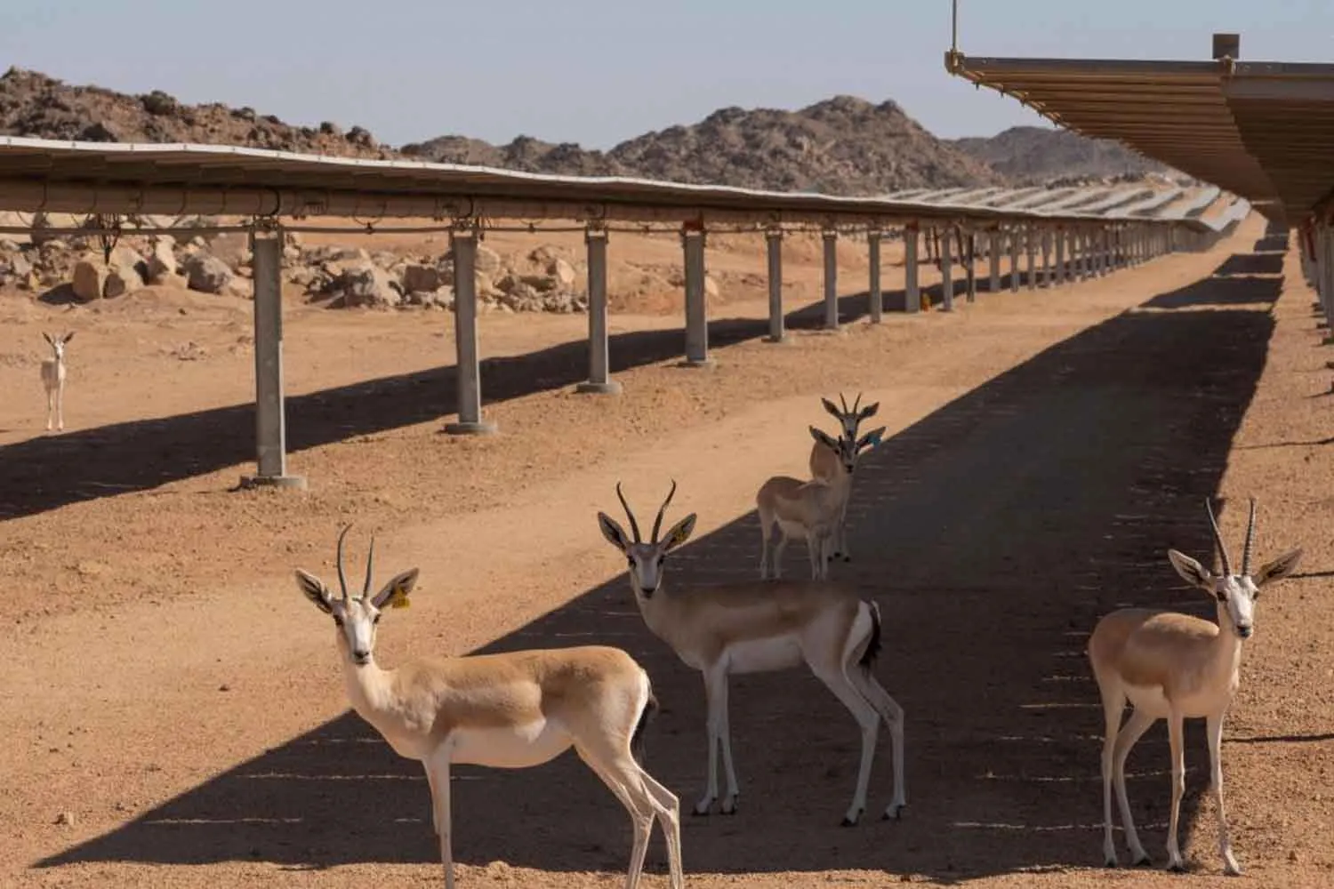 Così il parco fotovoltaico sta proteggendo dall'estinzione le gazzelle delle sabbie in Arabia Saudita