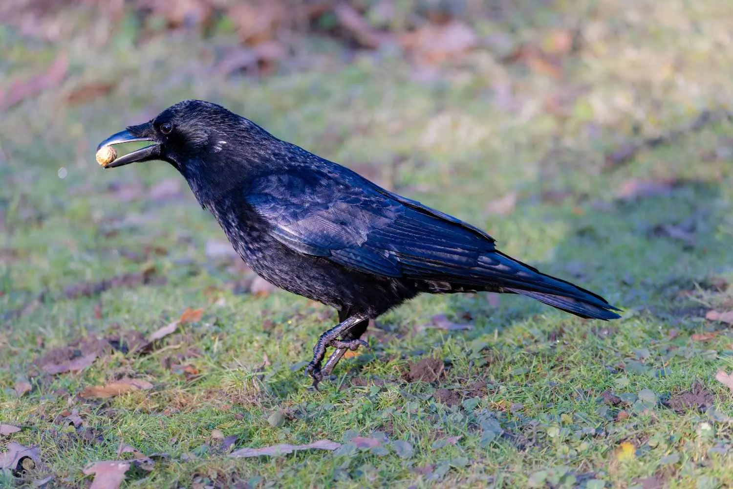La cornacchia che aggredisce i passanti rischia l’abbattimento a Pordenone, gli animalisti insorgono: “difende il nido”