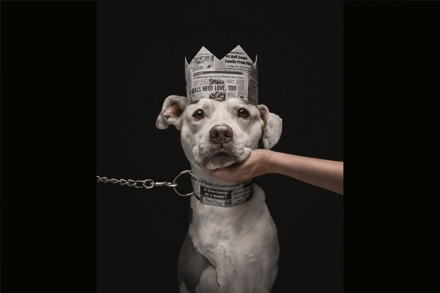 Dog Photography Awards 2026: trionfa un Pitbull destinato all'eutanasia (e la foto lancia un messaggio contro i pregiudizi)