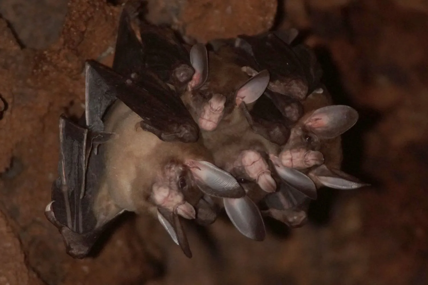 Queste immagini ci mostrano il lato tenero dei pipistrelli: si scambiano coccole, giocano e si abbracciano