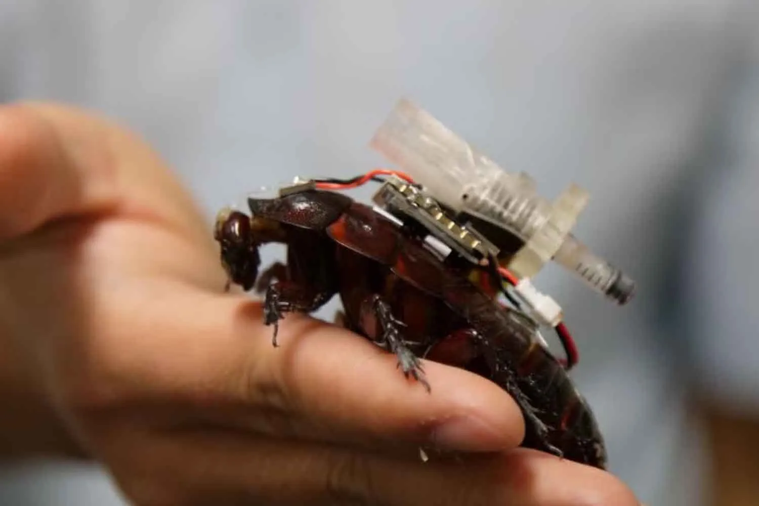 Gli scarafaggi cyborg paramedici entrano tra le macerie con telecamere e siringhe: ecco i “Paraborg”
