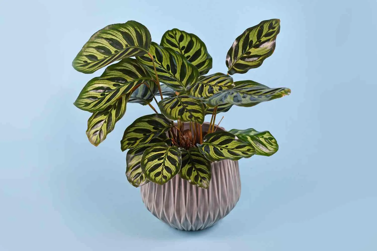 Calathea: tutto quello che devi sapere per non farla morire (e finalmente farla crescere)