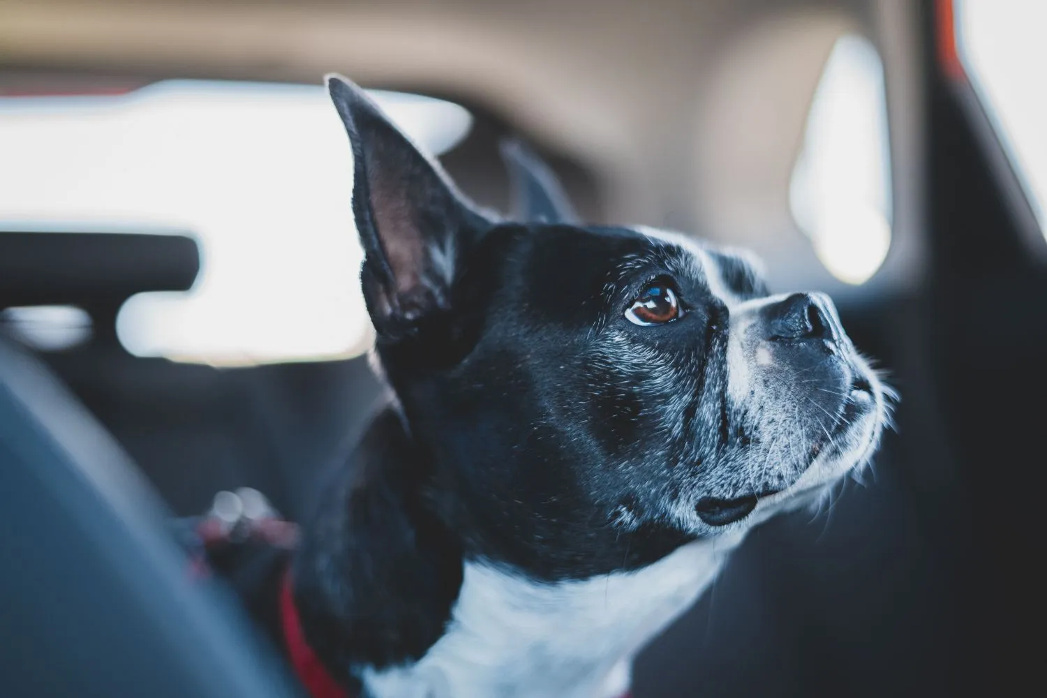 Cani e gatti in auto, basta animali liberi nell'abitacolo: le nuove regole del Codice della Strada possono costarti una multa (e non solo)