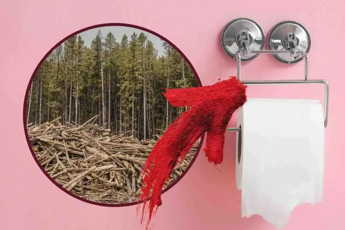 Carta igienica, quante foreste vengono abbattute per portarla nelle nostre case? I numeri parlano chiaro – Ecoblog