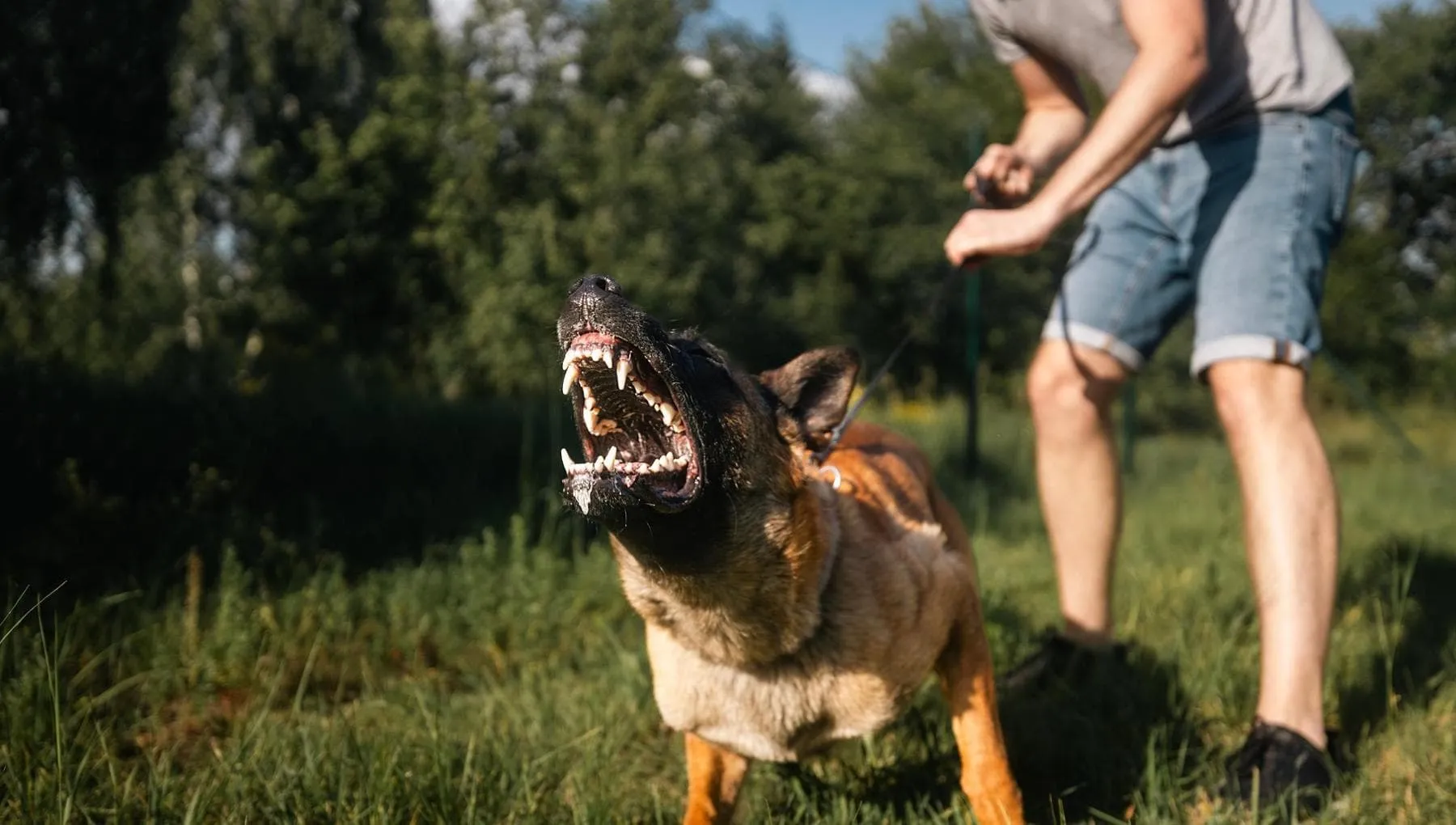 Che cos’è la rabbia: rischi, sintomi e terapie per umani e animali