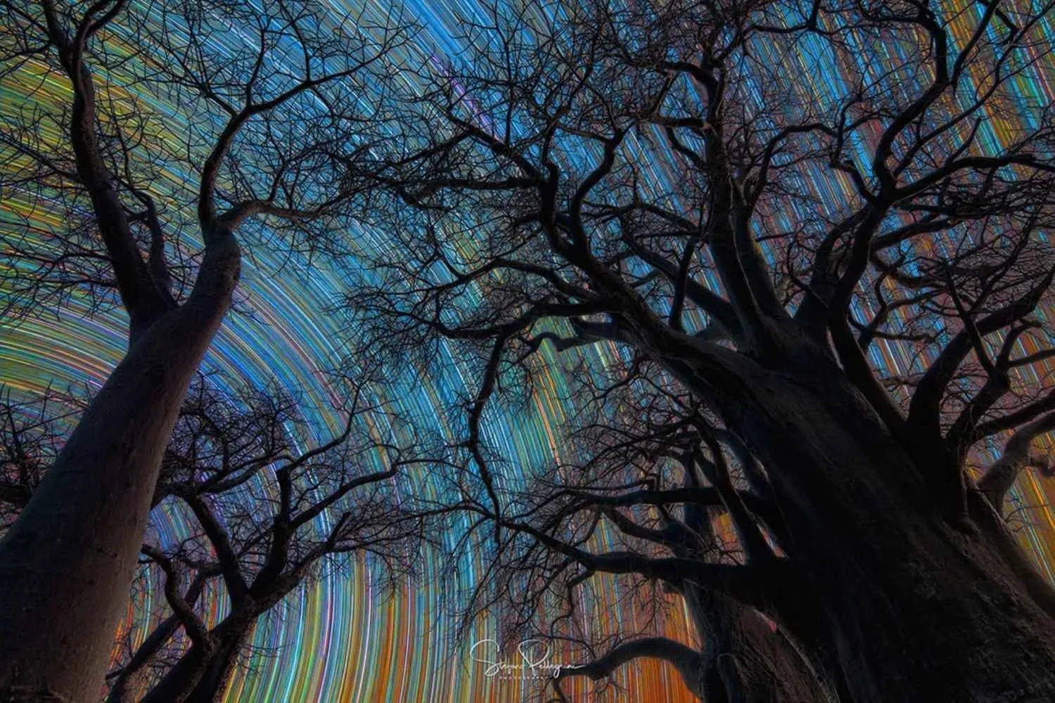 I maestosi Baobab del Botswana fra scie di stelle: la foto di un italiano vince il più importante concorso di astrofotografia al mondo