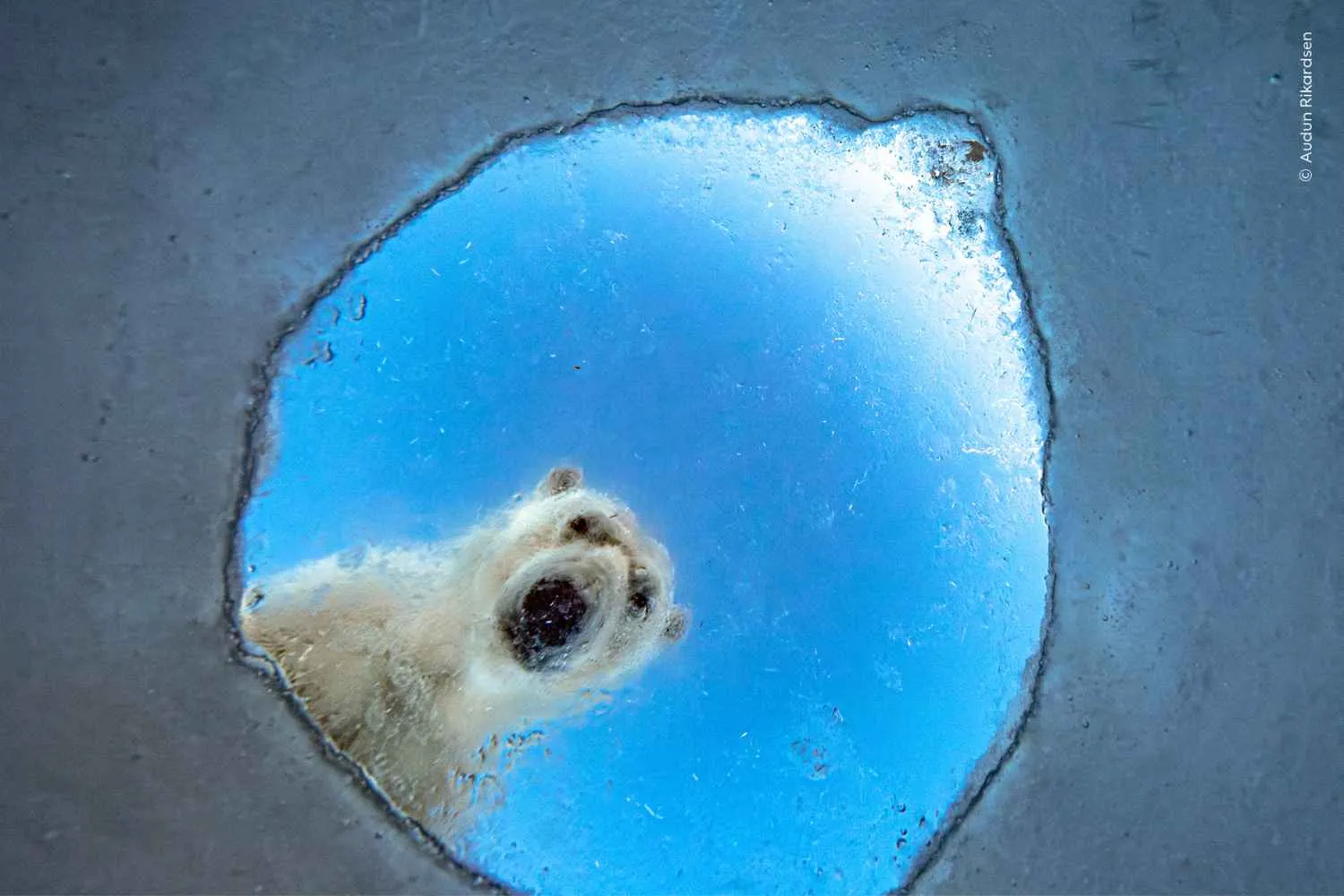 Un orso polare visto da una foca e non solo, a Milano arriva la mostra con le 100 foto naturalistiche più incredibili dell'anno