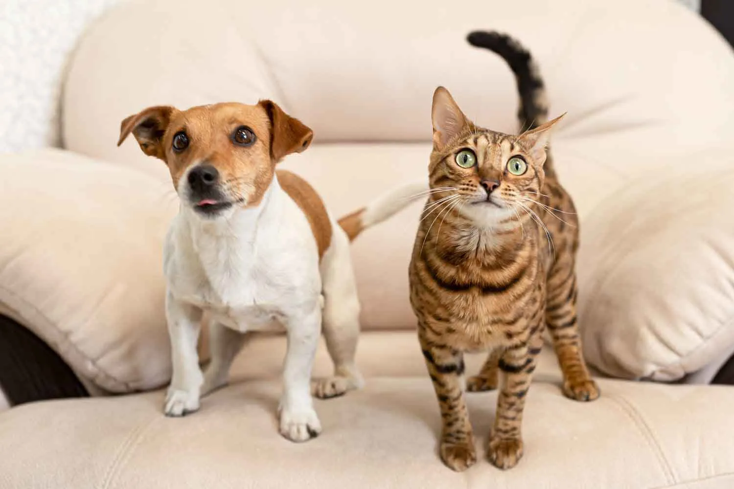 Anche il tuo cane (o gatto) ha scatti improvvisi di energia in casa? Scienziati spiegano cosa raccontano davvero gli "zoomies"?