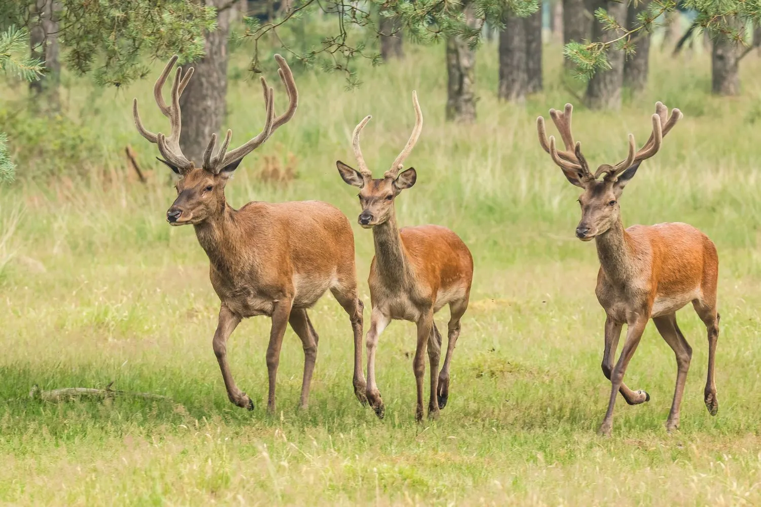 Vietati i selfie con i cervi e gli incontri ravvicinati con gli animali selvatici: l'ordinanza di Villetta Barrea contro il turismo incivile