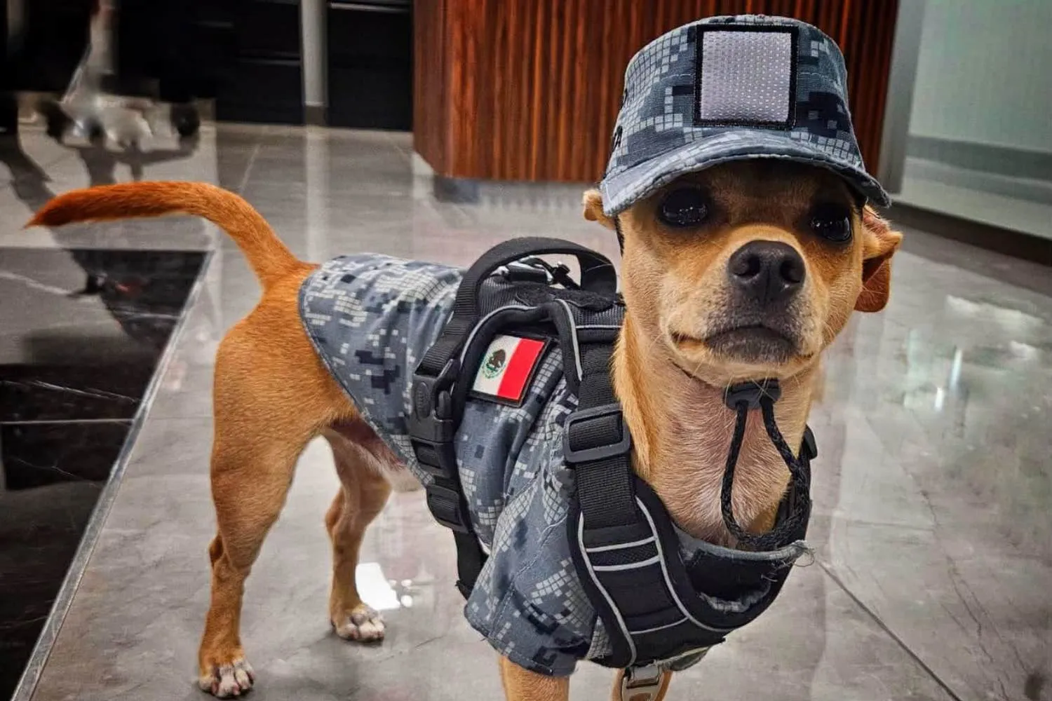 Comando, il tenerissimo Chihuahua arruolato nella Guardia Nazionale messicana: è il cane poliziotto più piccolo al mondo