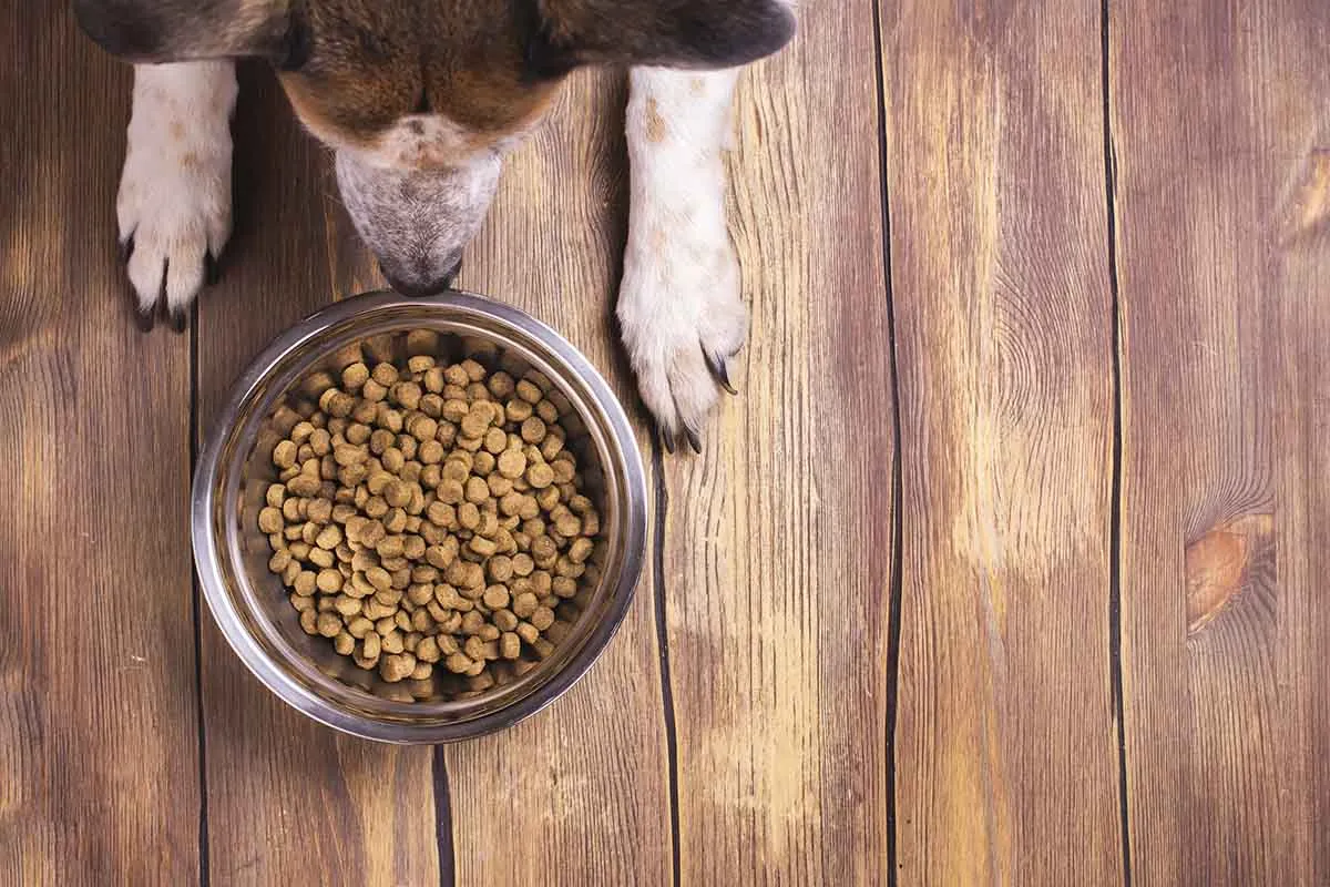 Cibo per cani, la classifica delle migliori crocchette: alcune costano meno di 2 euro al kg