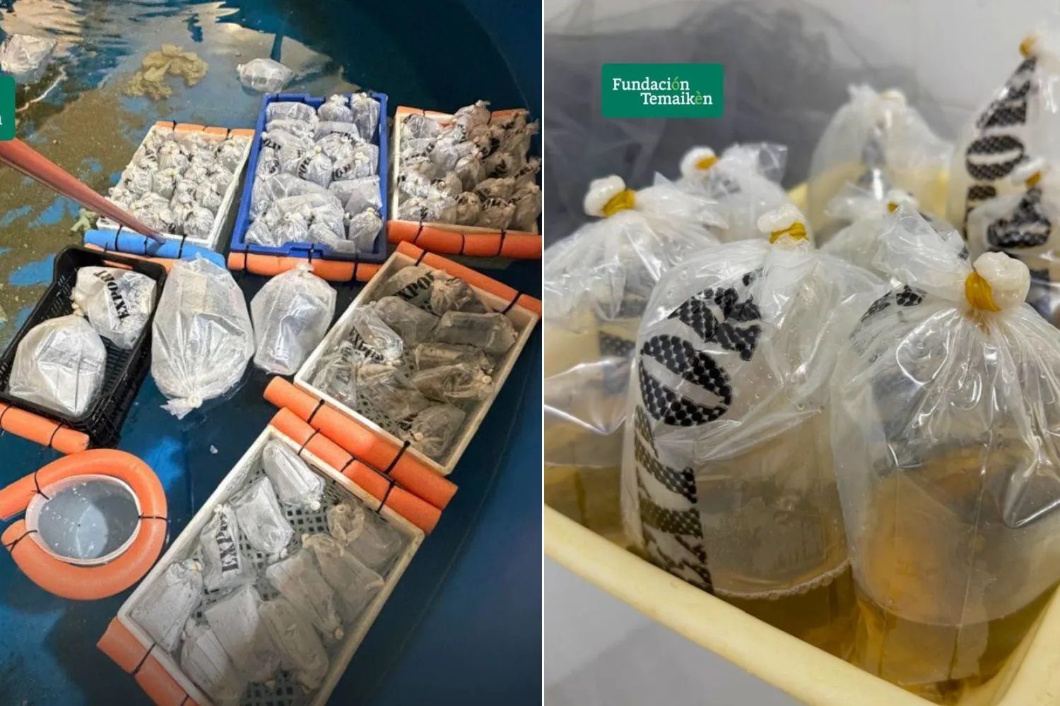 Pesci, stelle marine e polpi rinchiusi in buste di plastiche per giorni: salvati oltre 700 animali marini esotici dal traffico illegale