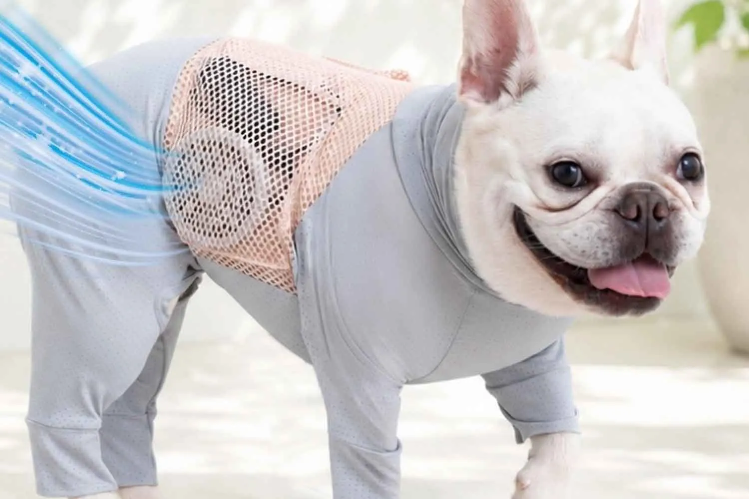 Cani e gatti vestiti con tute refrigeranti: la risposta giapponese alle estate sempre più roventi