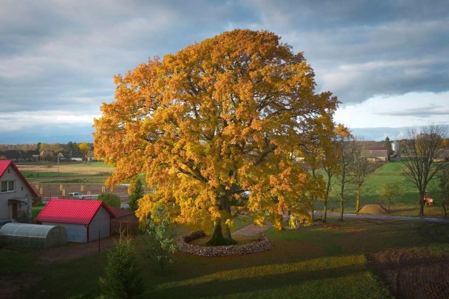 Questa quercia di 400 anni è stata eletta Albero Europeo dell’Anno 2026 (dopo essere stata quasi dimenticata)