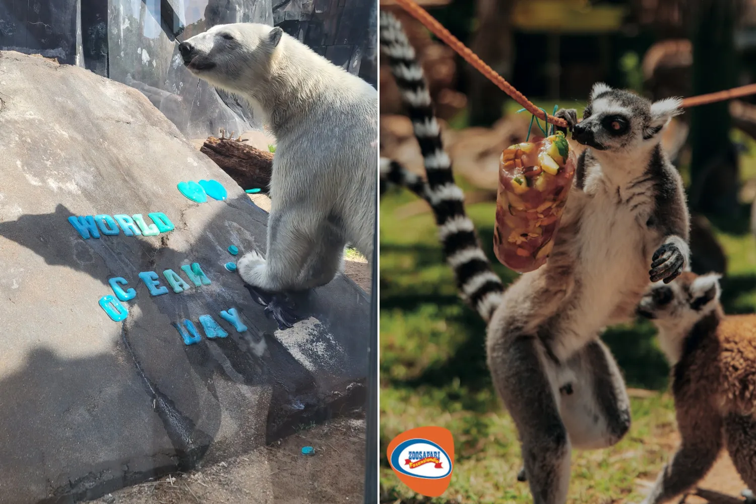 Altro che tenere! Le foto degli orsi polari e dei lemuri che leccano i ghiaccioli negli zoo sono di una tristezza infinita