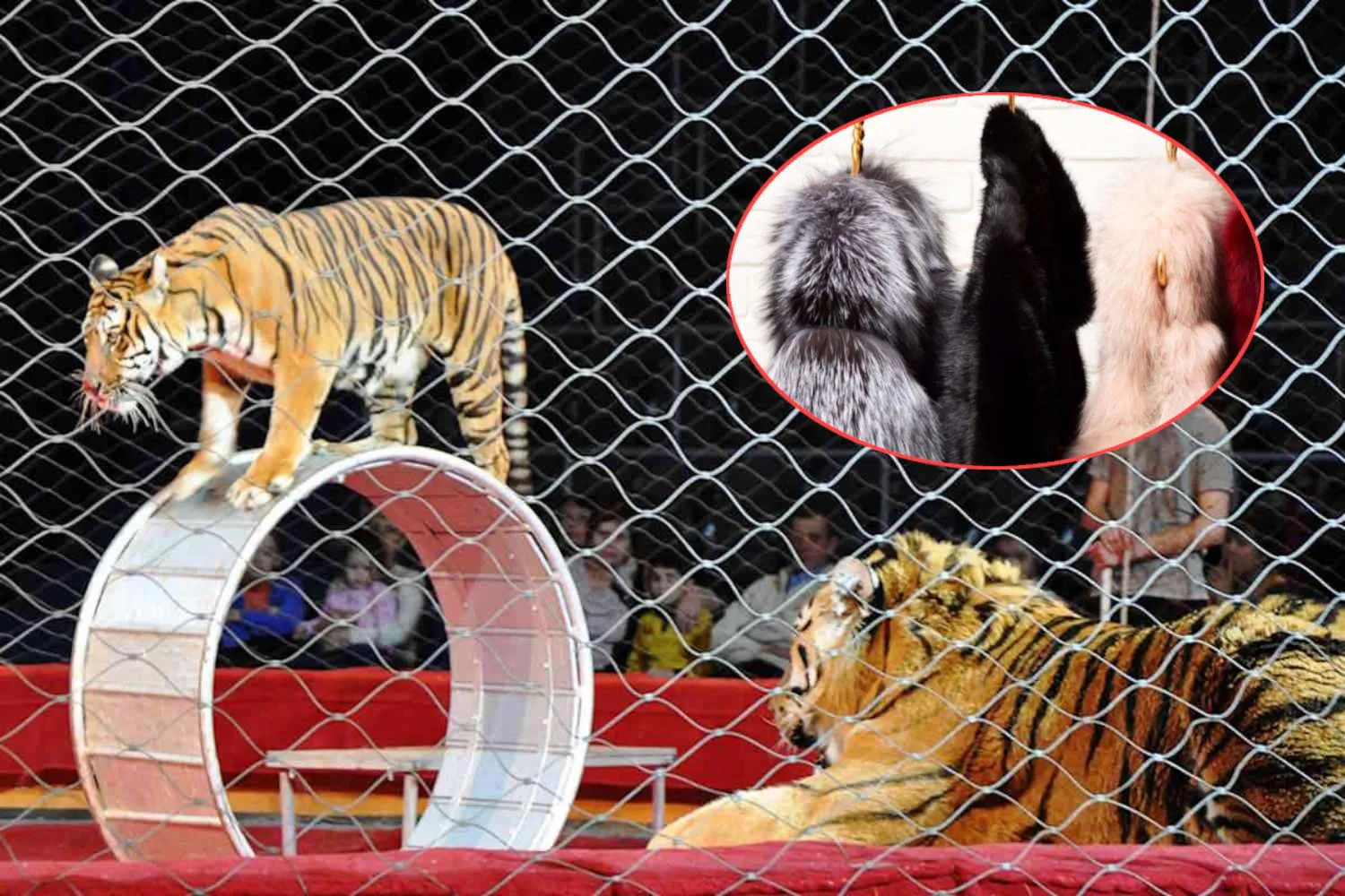 Gli italiani dicono addio a pellicce e circhi con animali: l'80% dice no alla crudeltà
