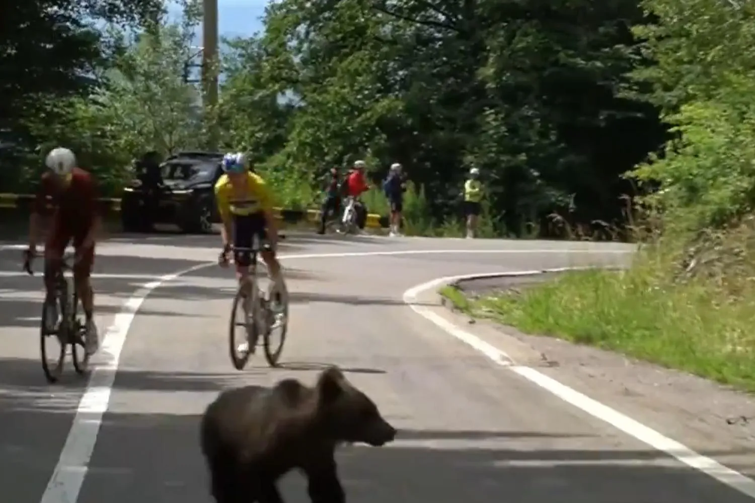 Un cucciolo di orso taglia la strada al ciclista azzurro Lorenzo Finn: sorpresa al Sibiu Tour in Romania