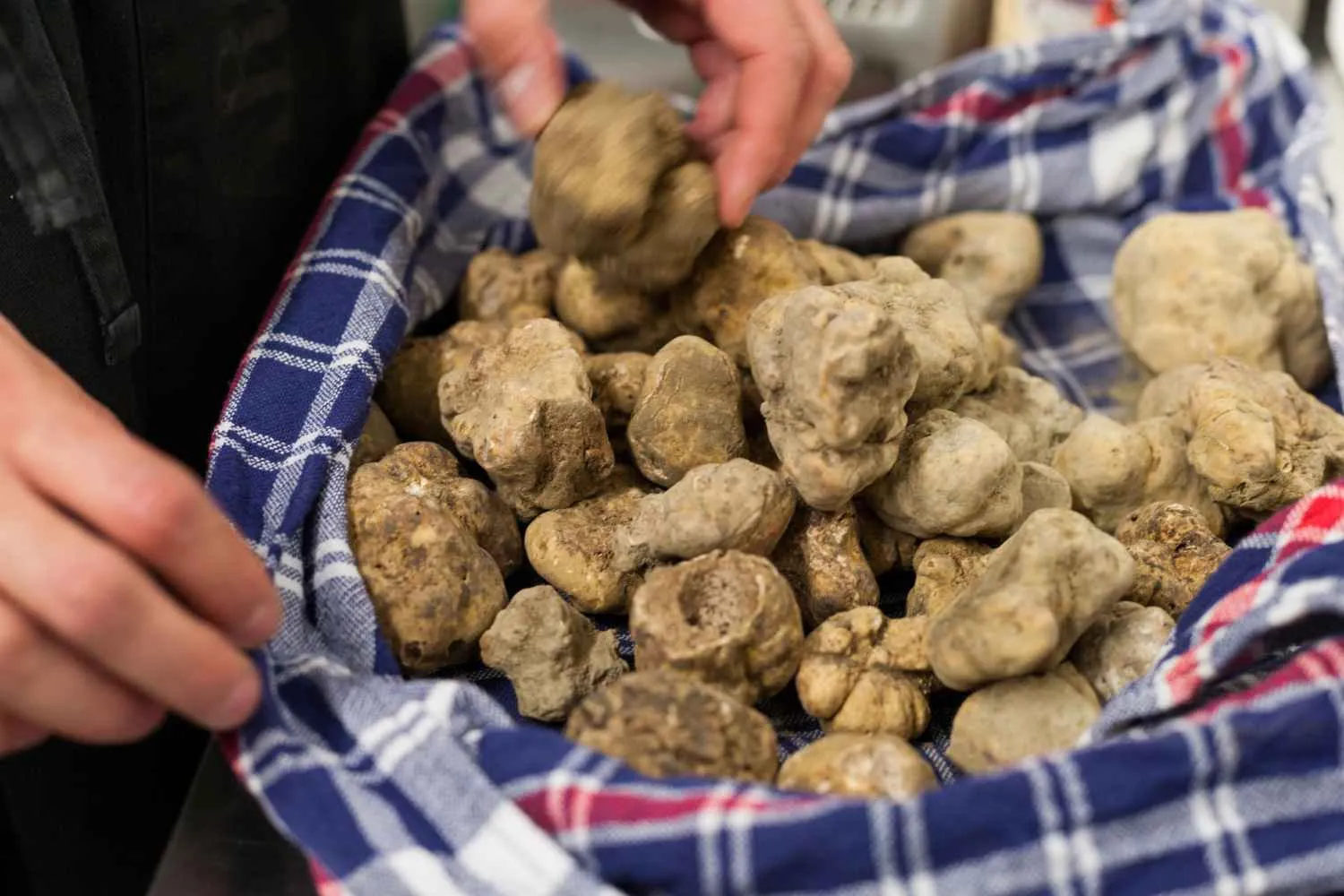 Tartufo bianco d’Alba sempre più difficile da trovare e i prezzi impennano: la siccità presenta il conto