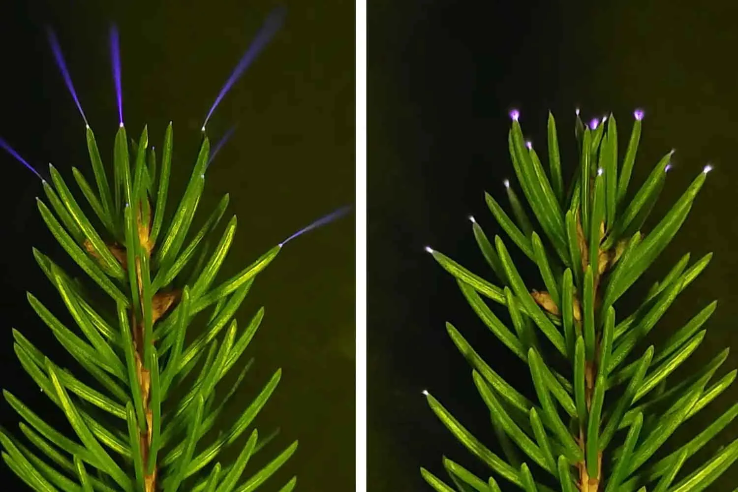 Meravigliosi alberi! Durante ogni temporale brillano di un'invisibile elettricità blu (che pulisce l'aria dai gas serra)