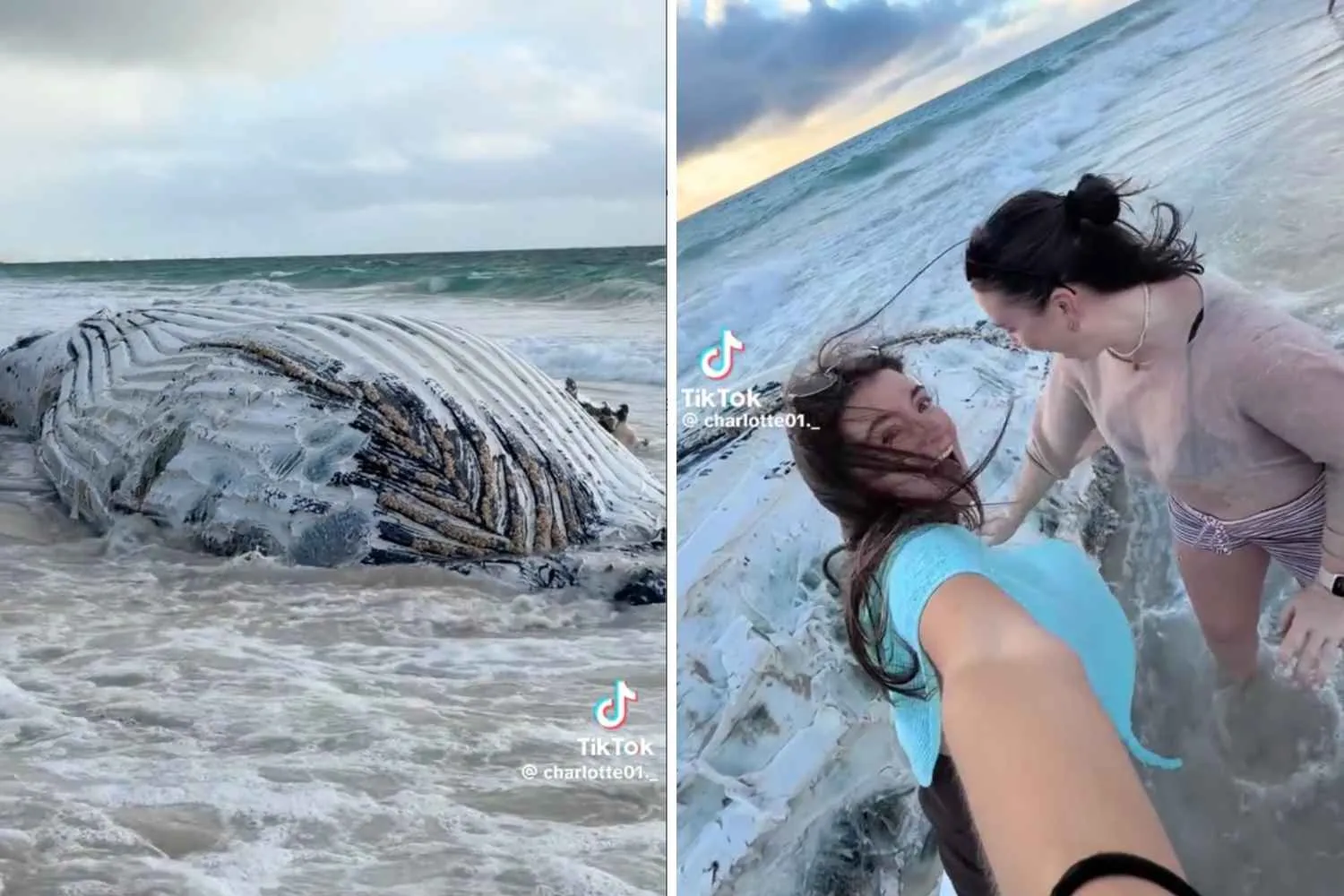 La balena è morta, ma la spiaggia si riempie: tutti vogliono un selfie con la carcassa