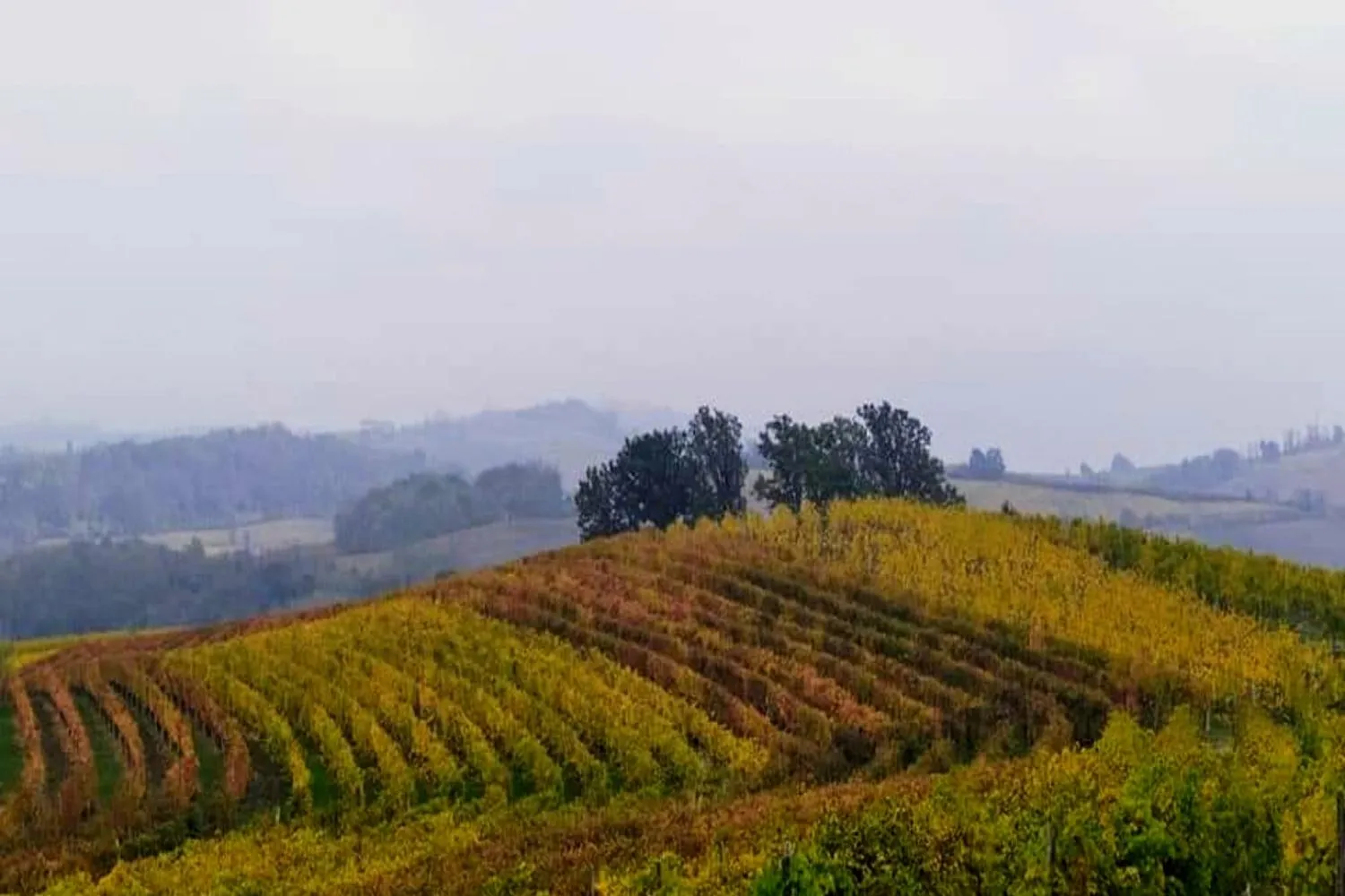 Vino, le 12 regioni migliori d'Europa per i viaggi enogastronomici. La prima non te l'aspetti (non è né italiana, né francese)