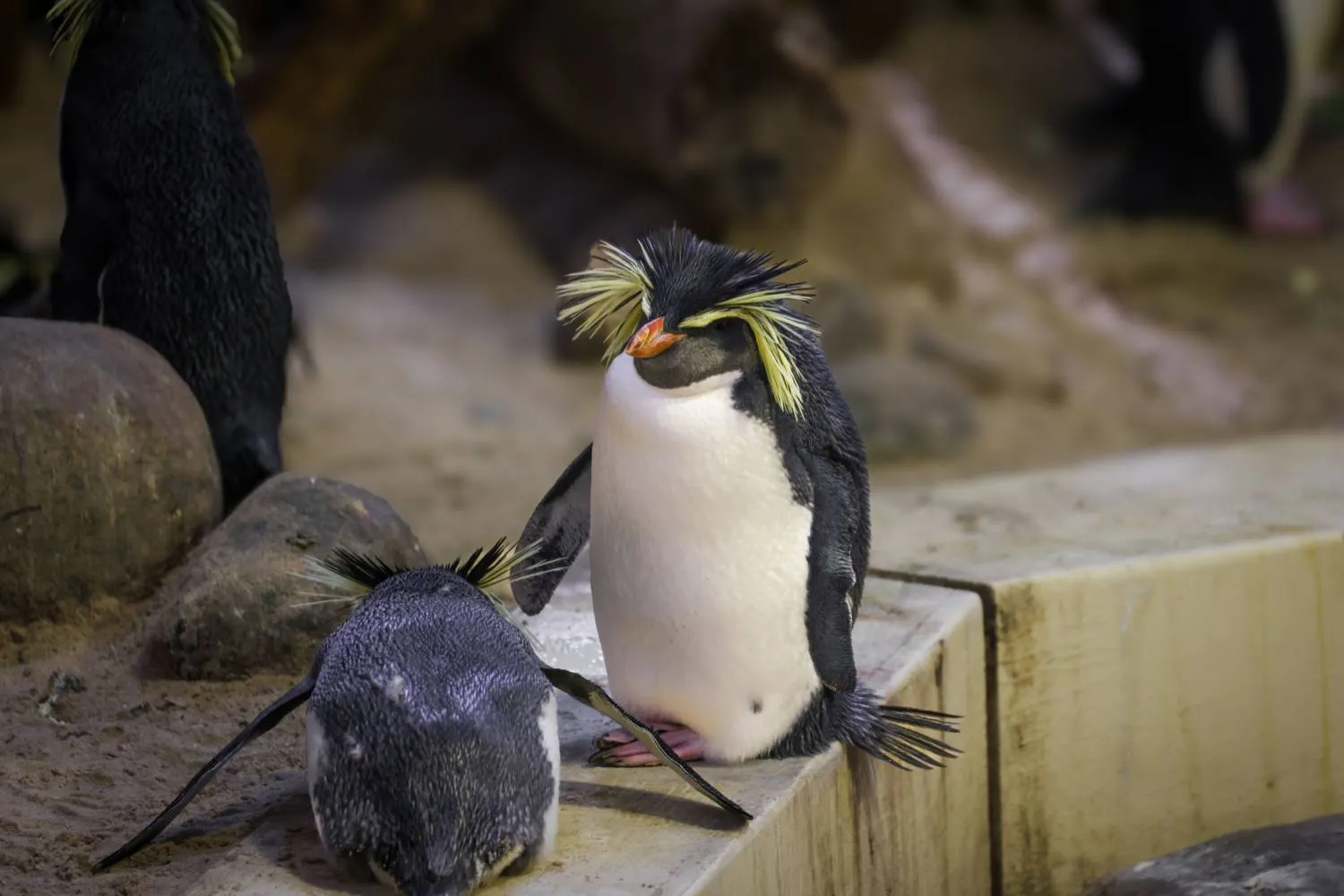 Pinguini usati come merce e rivenduti per saldare i debiti: il triste epilogo dell'Acquario di Mar del Plata (finalmente chiuso)