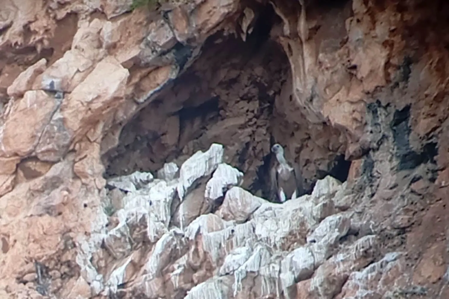 Arriva una splendida notizia dal Parco delle Madonie: dopo 70 anni, sono tornati i grifoni