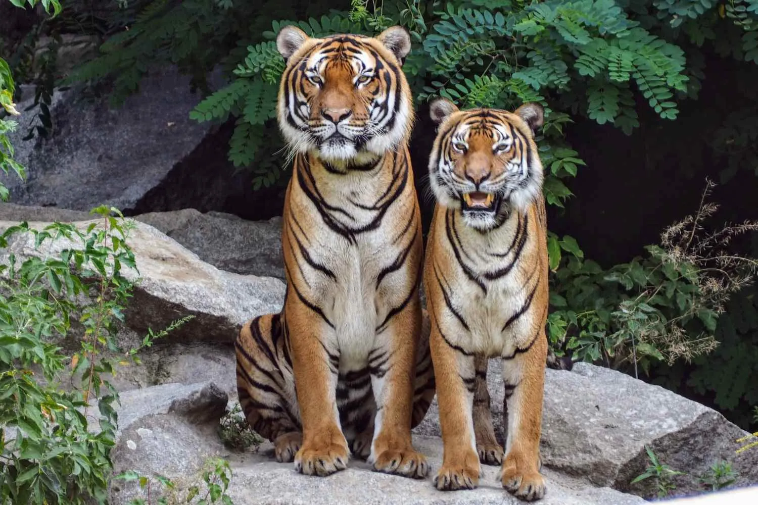 Entra nel recinto delle tigri siberiane e viene sbranato, tragedia allo Yorkshire Wildlife Park: "non diffondete i filmati"