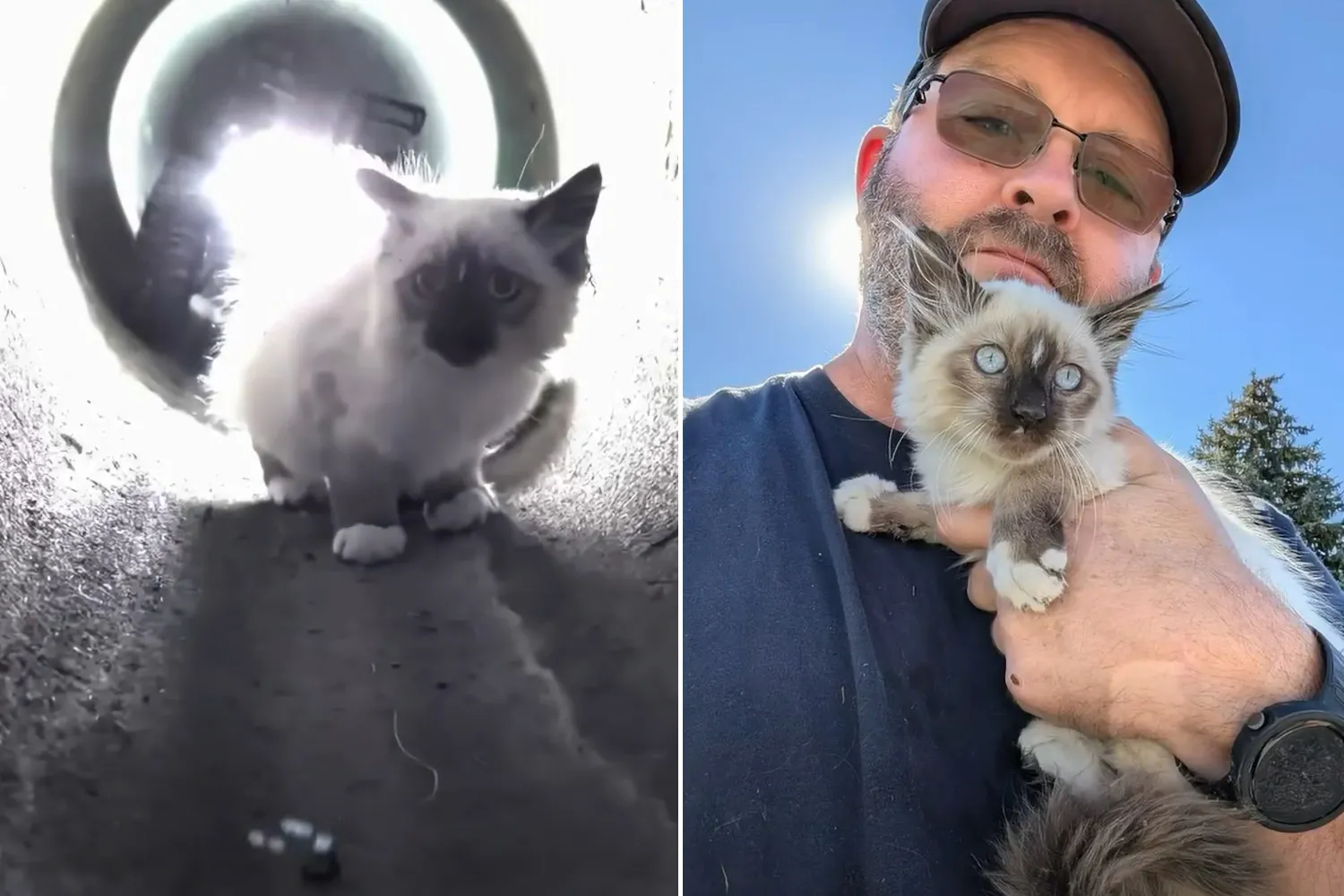 Gattino incastrato nello scarico delle acque piovane salvato da un piccol robot: il commovente video (e la corsa all’adozione)