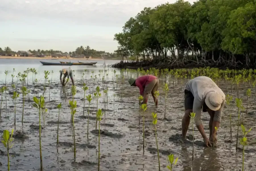 Madagascar, Neya pianta 2.500 ettari di mangrovie per proteggere l’ambiente – Ecoblog