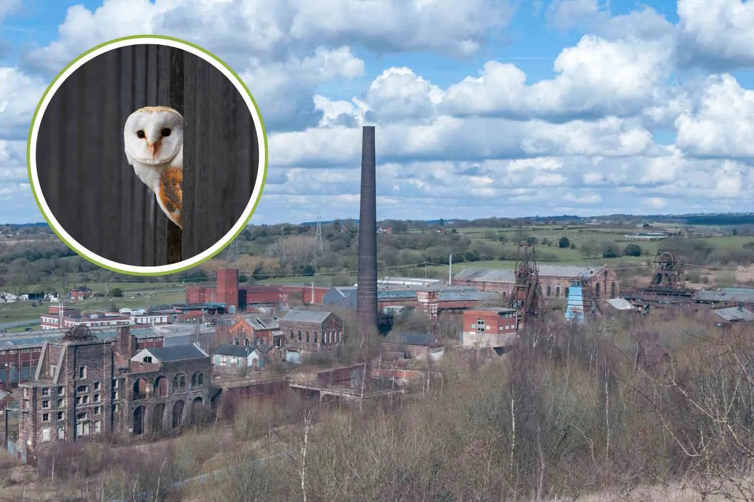 Gufi e barbagianni nella miniera di carbone abbandonata: la natura si riprende Chatterley Whitfield