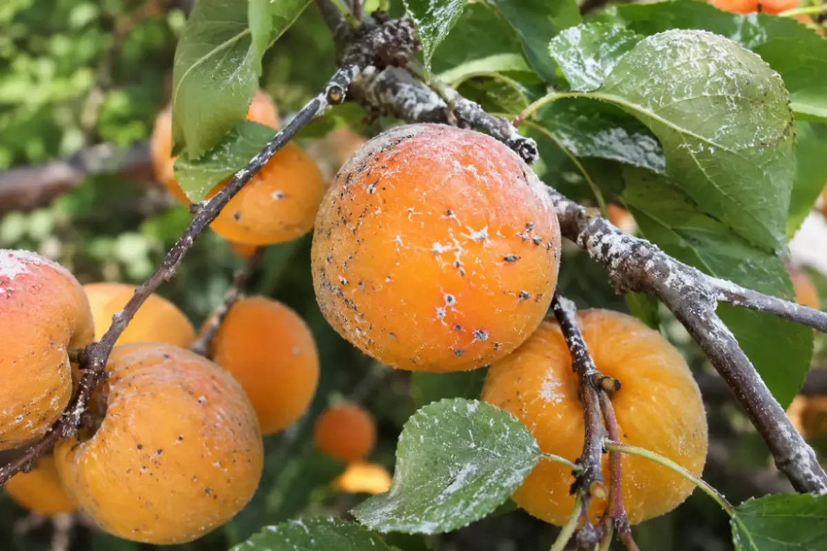Pesticidi nelle confetture di albicocca: cosa ha trovato il test e come cambia la valutazione oltre i limiti di legge – Ecoblog