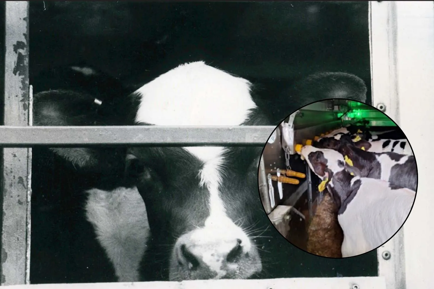 Basta viaggi della sofferenza per i vitelli: questa compagnia di traghetti interrompe il trasporto di animali vivi
