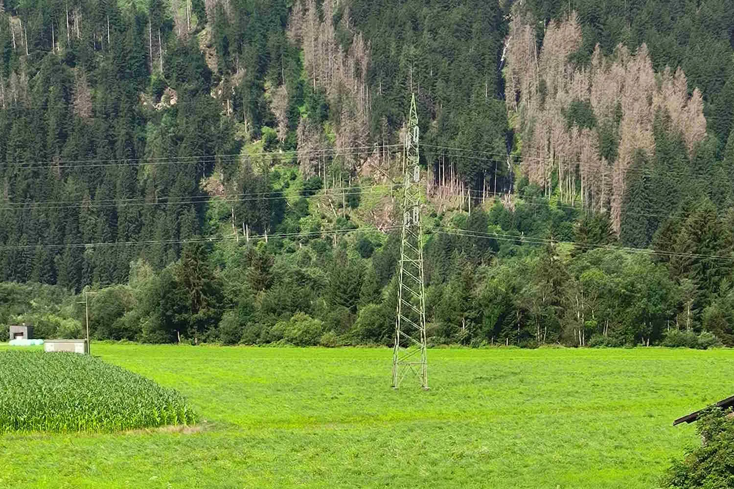 Cosa sta succedendo alle foreste europee? Perché sempre più alberi muoiono anche dopo primavere apparentemente perfette