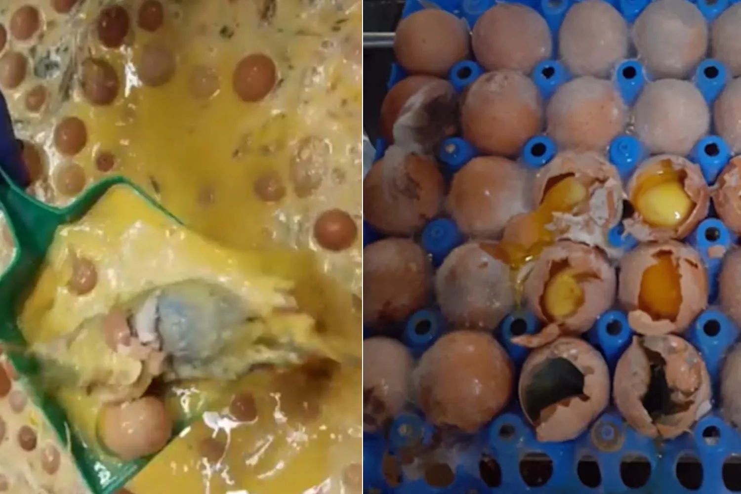 Uova scadute, con muffa e topi: Report svela il retroscena shock del “liquido magico” destinato a ristoranti e pasticcerie