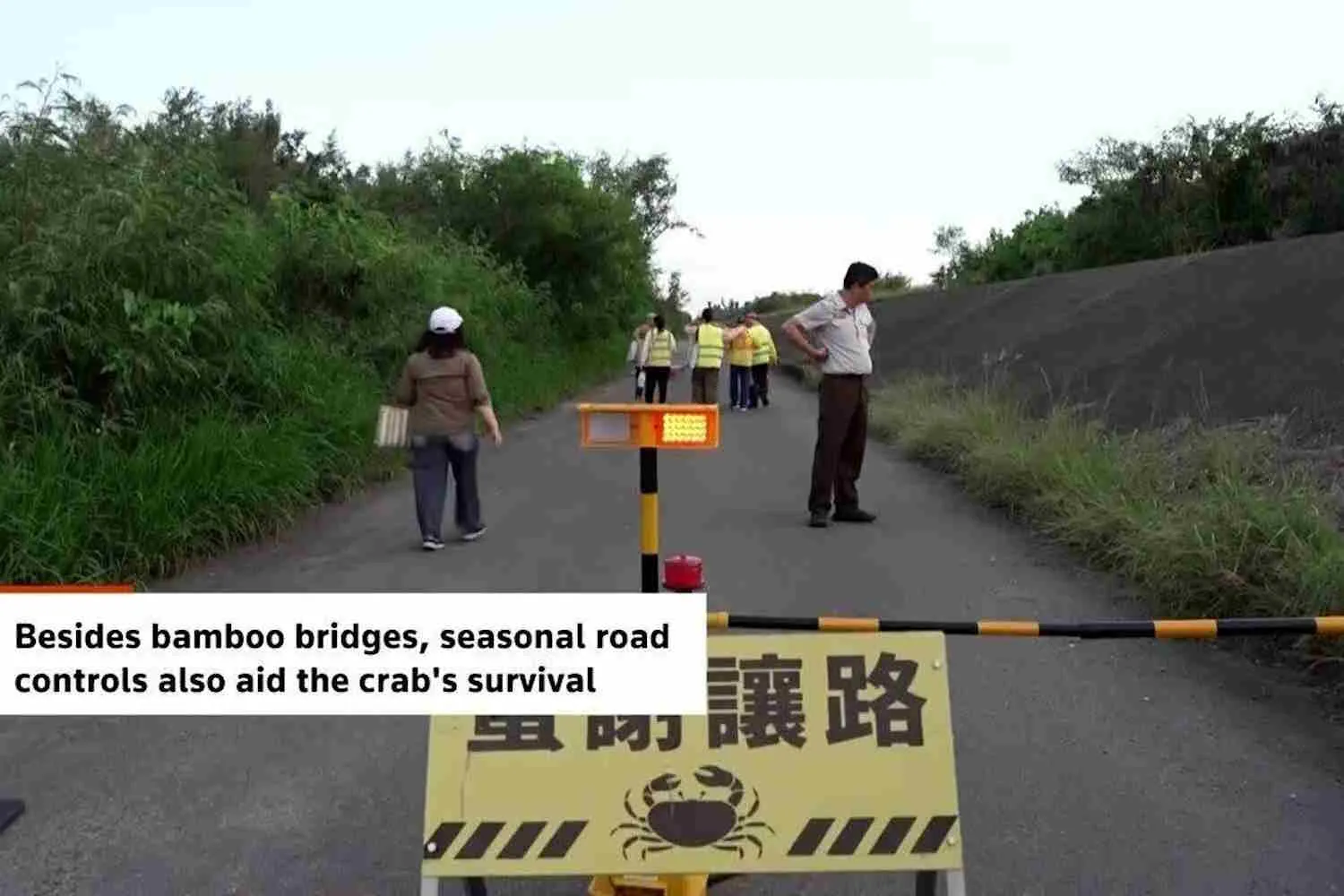 Questi piccoli ponti di bambù costruiti dai volontari hanno contribuito a raddoppiare le popolazioni di granchi migratori a Taiwan
