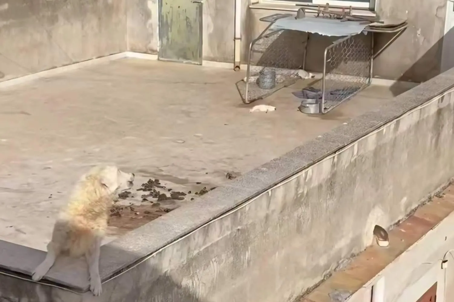 Quattro cuccioli morti senz'acqua e sotto il sole a Sciacca: il giudice nega gli arresti domiciliari