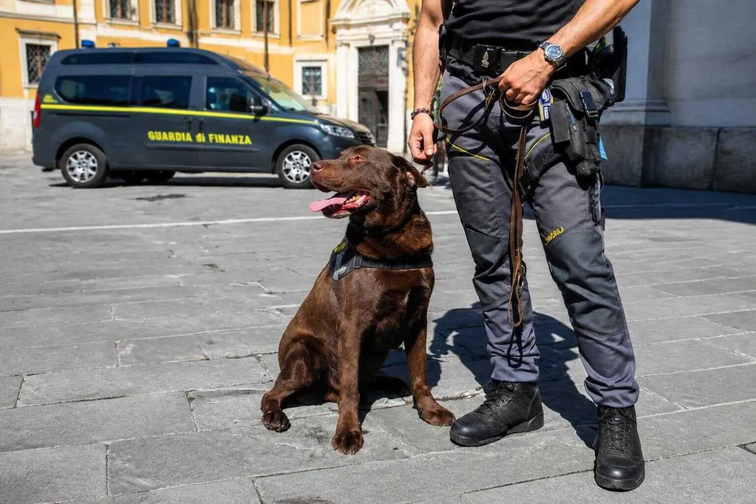Elik, il Labrador antidroga della Guardia di Finanza della Spezia, va in pensione dopo 9 anni: grazie al suo fiuto ha scoperto oltre 500 casi