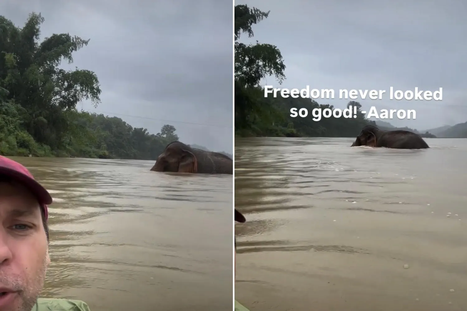 Dopo 34 anni in catene, l’elefante Mon è finalmente libero! Il suo primo bagno nel fiume ti emozionerà