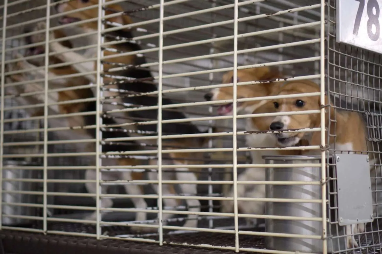 Vittoria! L'infernale allevamento Ridglan Farms ha finalmente chiuso: liberati oltre 2000 Beagle destinati alla vivisezione