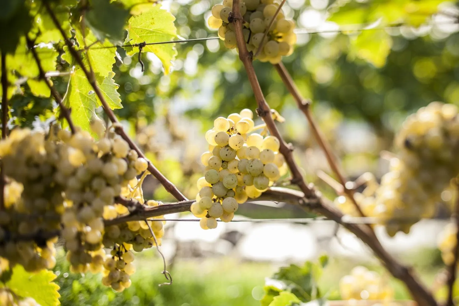 Il caldo stravolge la vendemmia 2026: dall’Alto Adige alla Puglia, la raccolta dell’uva è iniziata con largo anticipo